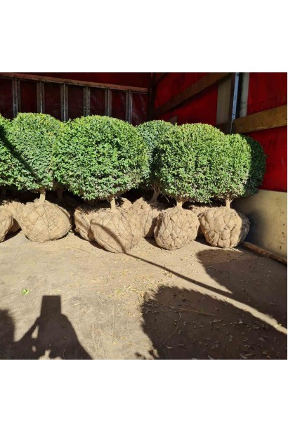 Самшит вічнозелений Куля